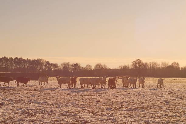 istock Cows in the pasture in cold winter 1363329220