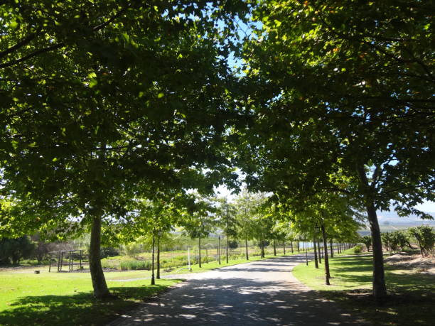 istock Trees surrounding the street road 1363329934