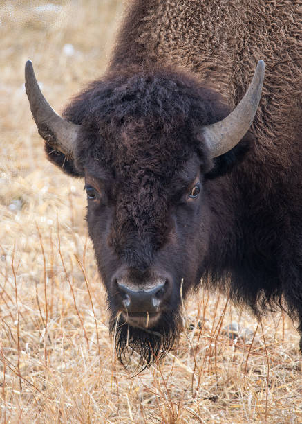 istock Yellowstone National Park Bison 1363330108