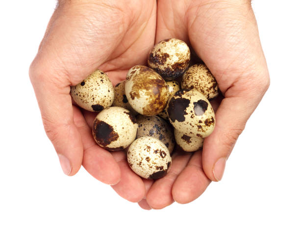 istock The man is holding small quail eggs. 1363330148
