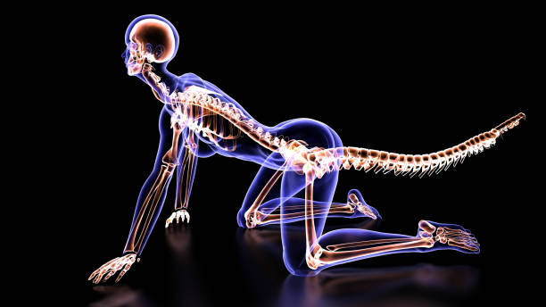 istock Skeleton of Tailed Cat Girl 1363330793