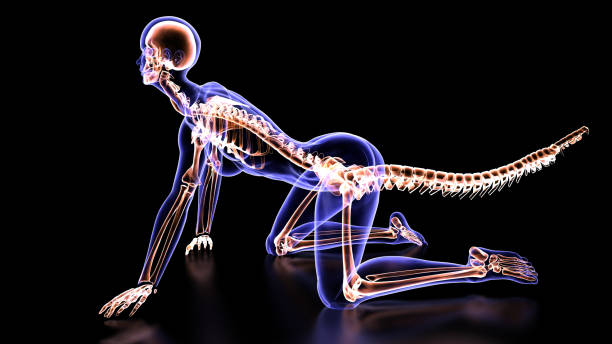 esqueleto de garota gato de cauda - human spine anatomy x ray the human body - fotografias e filmes do acervo