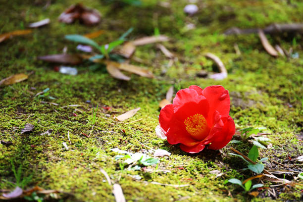flora