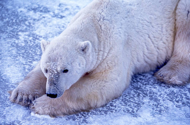 Close-up of One Wild Polar Bear Resting on Frozen Ground Close-up of one polar bear (Ursus maritimus) resting on the frozen water along the Hudson Bay, waiting for the bay to freeze over so it can begin the hunt for ringed seals.

Taken in Cape Churchill, Manitoba, Canada. churchill manitoba stock pictures, royalty-free photos & images