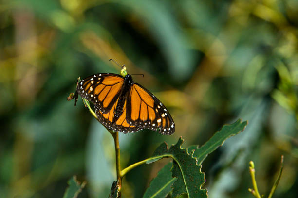 Monarch butterfly (Danaus plexippus) resting on a coastal cypress tree branch in their winter nesting area.\n\nTaken in Santa Cruz, California, USA