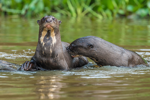 The giant otter (Pteronura brasiliensis) is a South American carnivorous mammal and is found in the Pantanal, Brazil. Swimming.