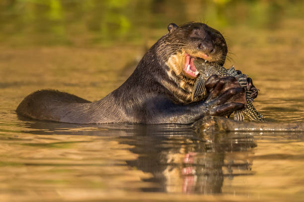 der riesenotter (pteronura brasiliensis) ist ein südamerikanisches fleischfressendes säugetier und kommt im pantanal in brasilien vor. einen fisch essen. - carnivore stock-fotos und bilder