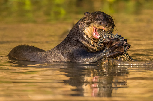 The giant otter (Pteronura brasiliensis) is a South American carnivorous mammal and is found in the Pantanal, Brazil. Eating a fish.