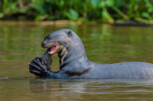 The giant otter (Pteronura brasiliensis) is a South American carnivorous mammal and is found in the Pantanal, Brazil. Eating a fish.
