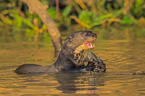 The giant otter (Pteronura brasiliensis) is a South American carnivorous mammal and is found in the Pantanal, Brazil. Eating a fish. stock photo