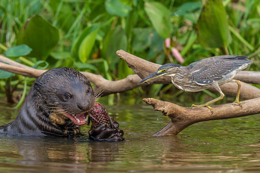 The giant otter (Pteronura brasiliensis) is a South American carnivorous mammal  being watched by a striated heron for small fish pieces and is found in the Pantanal, Brazil.