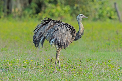 The greater rhea (Rhea americana) is a flightless bird found in eastern South America and is found in the Pantanal, Brazil