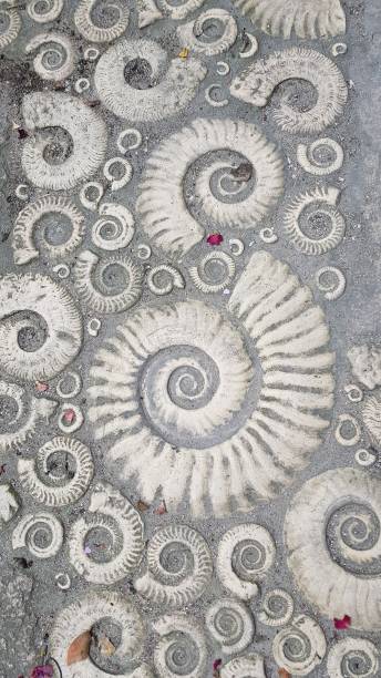 Fossil pavement in Lyme Regis Dorset. Ammonite collection jurassic coast world heritage site stock pictures, royalty-free photos & images