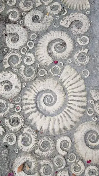 Photo of Fossil pavement in Lyme Regis Dorset.