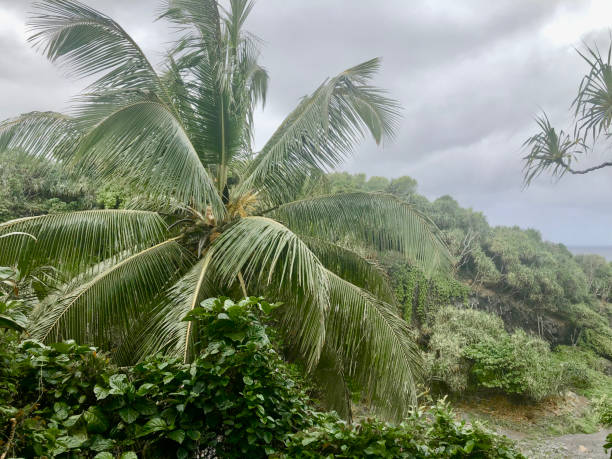 palm tree - maui beach palm tree island photos et images de collection