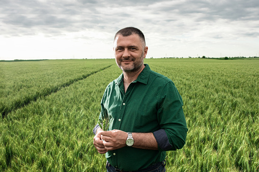 Portrait of middle age farmer standing in wheat field.