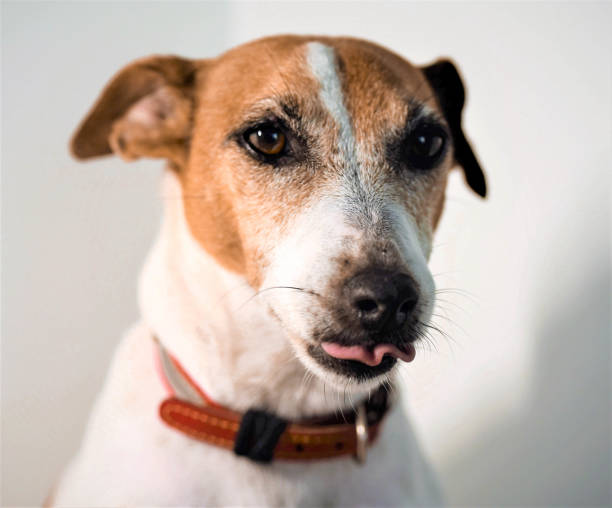 istock Dog Jack Russell 1363333778