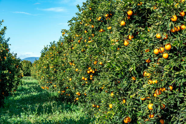 istock Fresh lot of oranges hanging on the trees 1363335005