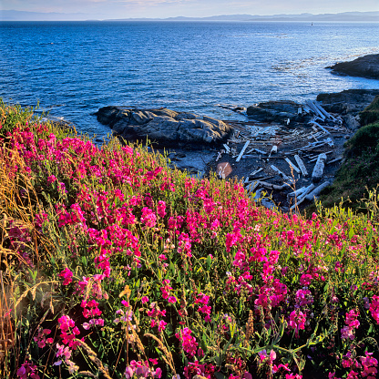 Sea cliffs with wildflowers and view of the Strait of Juan De Fuca along the coastline of Victoria,  British Columbia