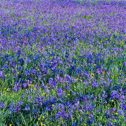Purple Camas Wildflowers in a Victoria park meadow on Vancouver Island, British Columbia