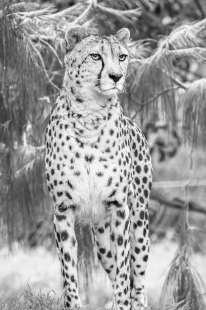 istock A Cheetah amongst the foliage in black and white 1363336807