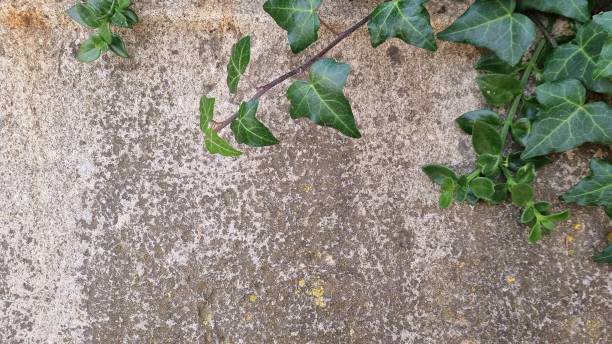 istock Weathered concrete wall textured background with ivy 1363336873
