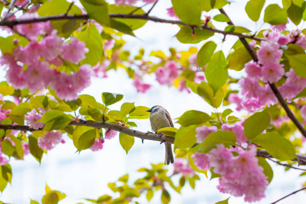 Sparrow sittin on the blossoming cherry Sakura tree