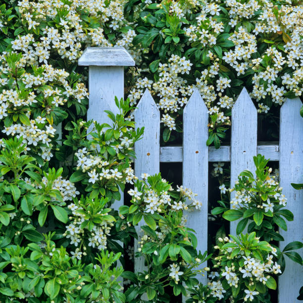 victoria, l'isola di vancouver - fence formal garden gardening ornamental garden foto e immagini stock