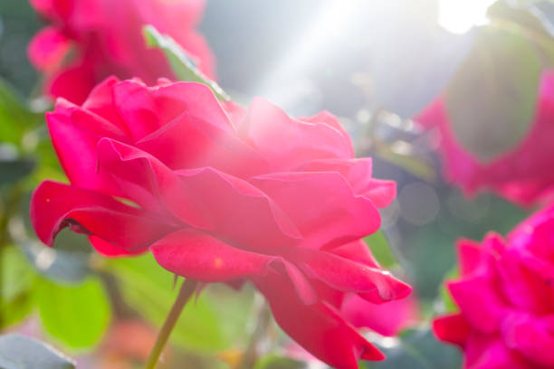 Fresh red rose in garden in sunset time