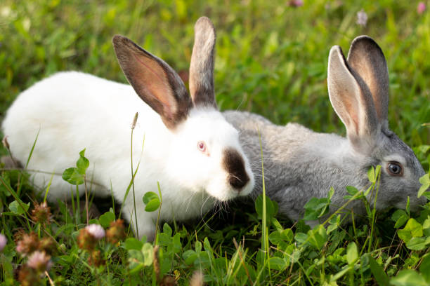 istock Two rabbits, gray and white. Rabbits eat grass 1363338934