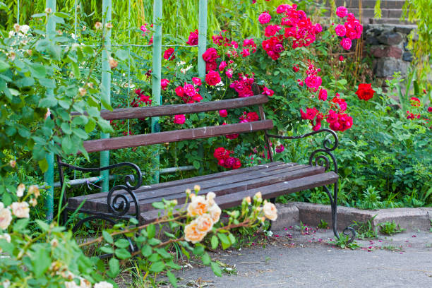 Beautiful bench in park, surrounded with rose flower bushes