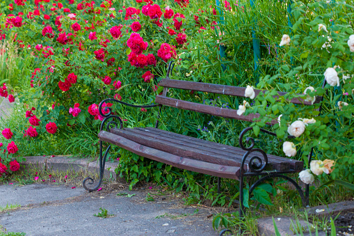 Beautiful bench in park, surrounded with rose flower bushes