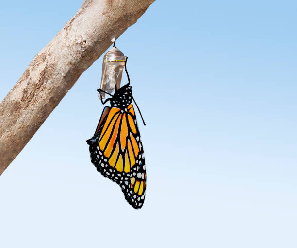 istock Monarch butterfly  (danaus plexippus) clinging to the chrysalis cocoon from which it just emerged. 1363339045