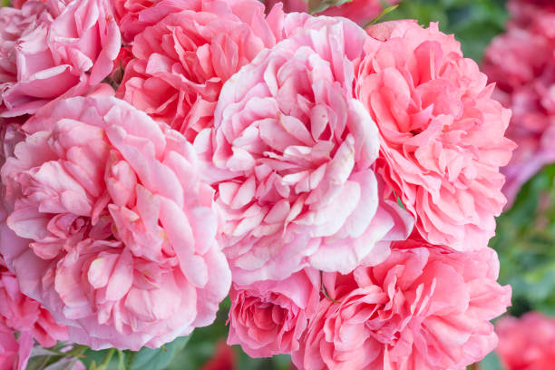 istock Romantic pastel rose light  fresh rose flowers background 1363339098