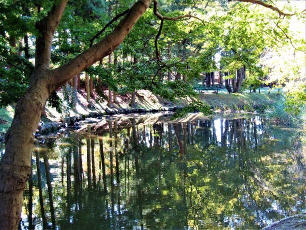 Trees of the Bolwerken Park reflect in the water. Park meanders around Schotersingel, opposite Haarlem railway station.
