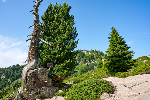 A monumental stone pine (pinus cembra) in Valle di Fiemme. Trentino-alto Adige. Italy.