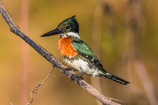 The green kingfisher (Chloroceryle americana) occurs from southern Texas in the USA south through Central and South America to central Argentina. Found in the Pantanal of Brazil.