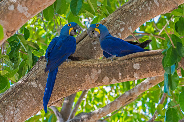 l’ara hyacinthe (anodorhynchus hyacinthinus) est un perroquet originaire du centre et de l’est de l’amérique du sud et se trouve dans le pantanal, au brésil. - psittacoidea photos et images de collection