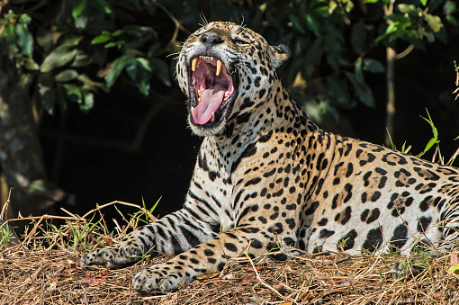 The jaguar (Panthera onca) is a big cat, a feline in the Panthera genus, and is the only extant Panthera species native to the Americas and is found in the Pantanal, Brazil. Yawning showing teeth and tongue.