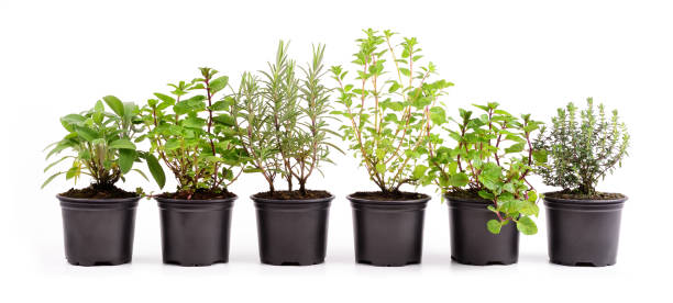 istock Herbs: sage, mint, rosemary, oregano, thyme. Six pots with aromatic plants isolated on white background, close-up. 1363341908