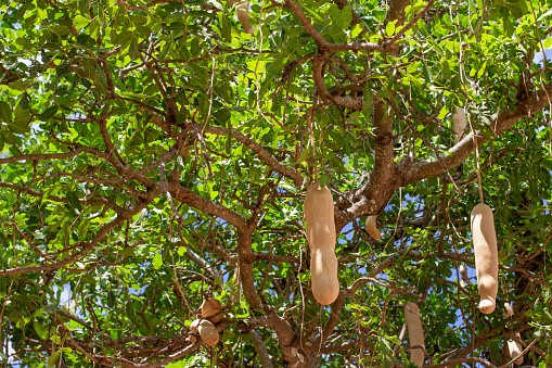 Fruits of Sausage Tree (Kigelia) growing in Africa in the savannah, close-up