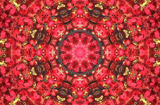 Pink and red flowers through kaleidoscope lens.