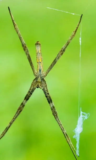 Photo of Rufous Net-casting spider