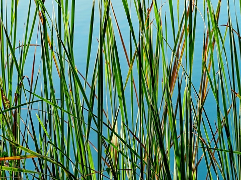 Tall sawgrass against a deep blue sky in conservation land in central Florida. The Viera wetlands provides habitat for numerous native bird species and migratory birds as well. The tall sawgrass provides protection for these animals.