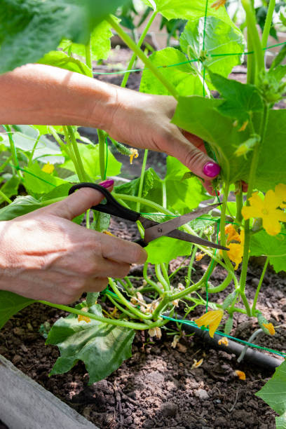 istock Pruning suckers on cucumbers in the greenhouse 1363345191