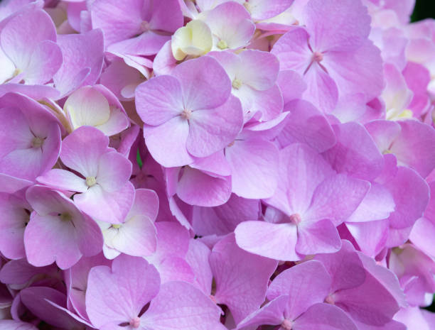 istock Lovely delicate blooming pink-lilac hydrangeas. Spring summer flowers in the garden 1363345890