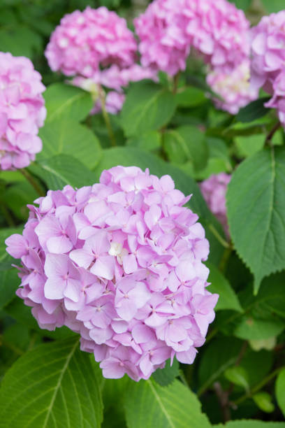 istock Lovely delicate blooming pink-lilac hydrangeas. Spring summer flowers in the garden. Vertical format 1363345948