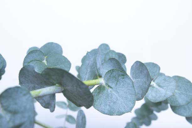 istock Eucalyptus leaves on white background. Blue green leaves on branches for abstract natural background or poster 1363346013