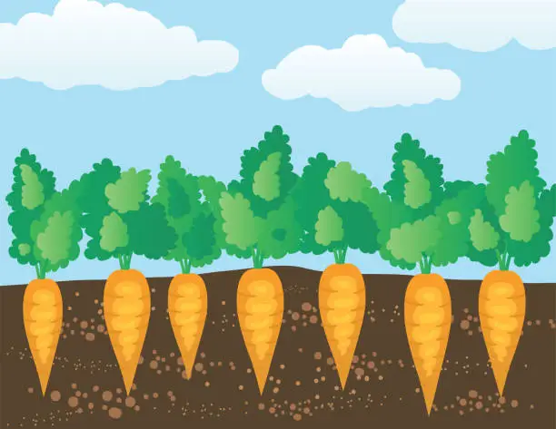 Vector illustration of Carrots Growing In A Garden. Underground view of vegetables.