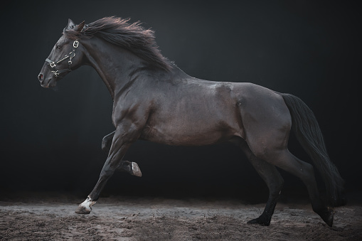 Big black galloping horse, cross breed between a Friesian and Spanish Andalusian horse, on a black background.